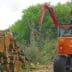 Boomrooijerij Weijtmans over aanplanting en beheer van eikenbomen 2