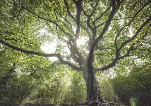 De heksenboom Bladel foto Rob Visser