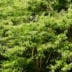 Heptacodium miconioides