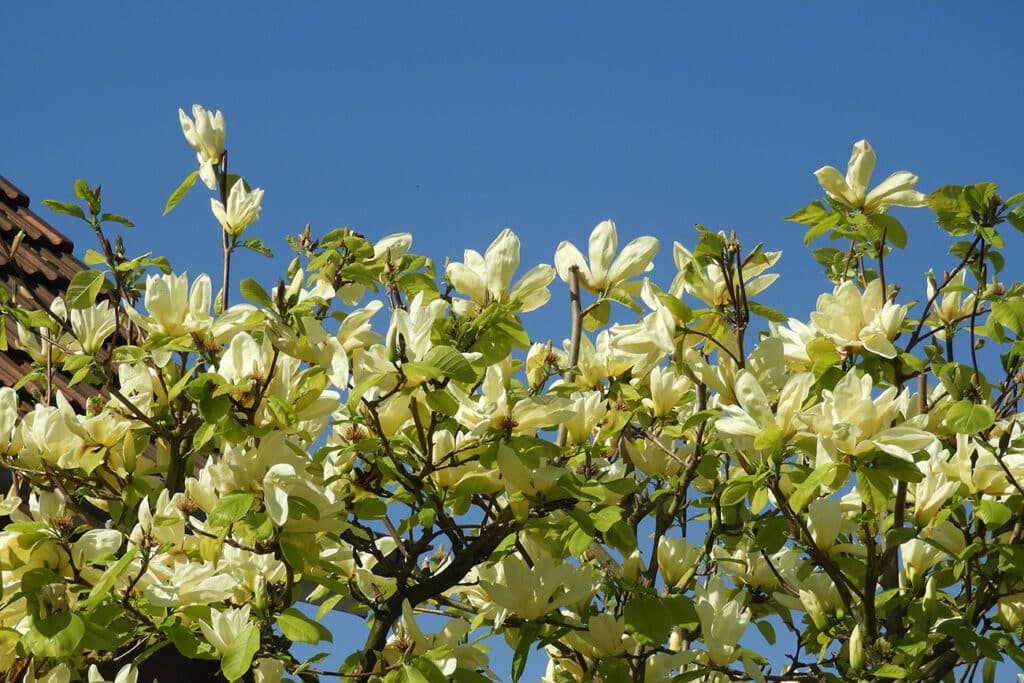 Magnolia Elizabeth