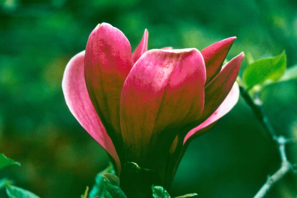 Magnolia liliiflora Nigra