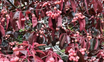 De Euonymys grandiflorus Red Wine geeft langdurig kleur