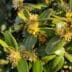 Bloemen Buxus kopieren