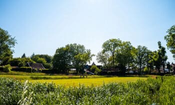 Zo houden we het gras op de bleekvelden kort maar wordt de bio kopie