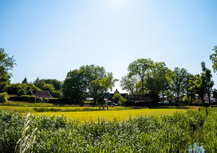 Zo houden we het gras op de bleekvelden kort maar wordt de bio kopie