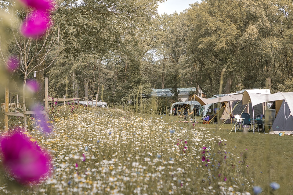 Bloemenweide kopie 1