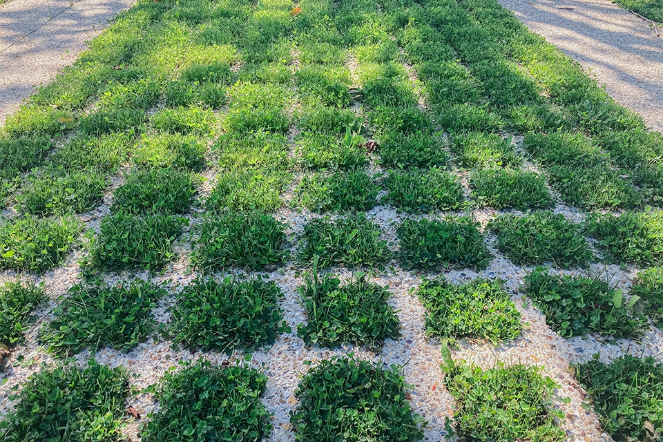 Parkeervak met Microclover kopie