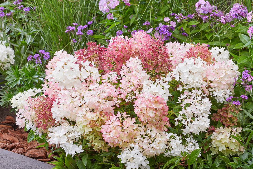 Hydrangea Groundbreaker 30 kopie