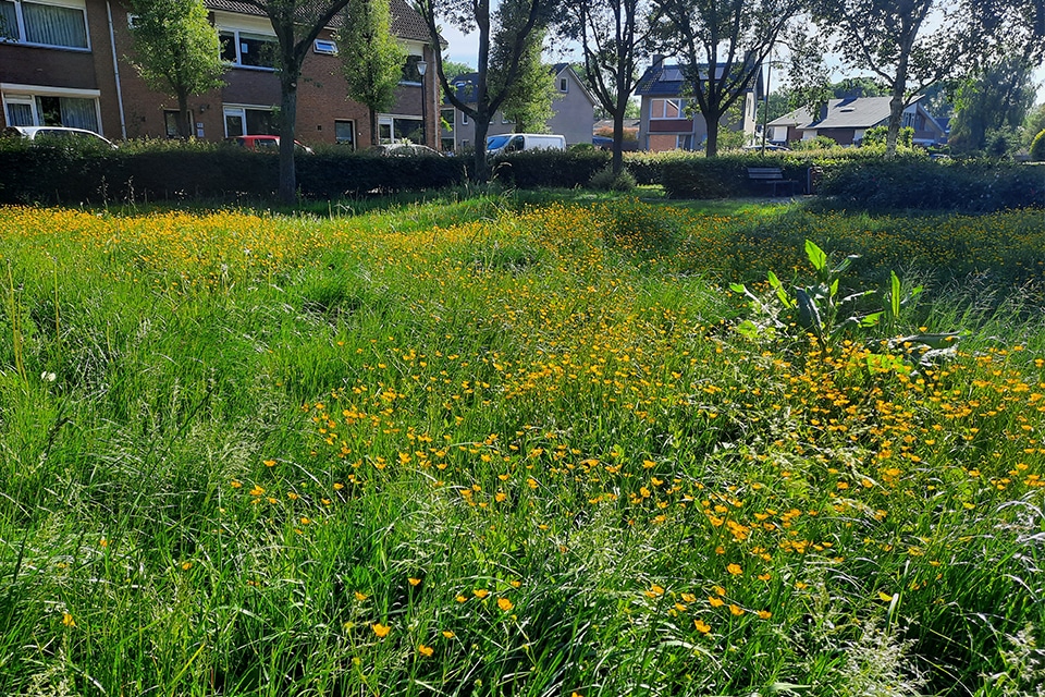 Hoe Amsterdam en Waalwijk hun groenbeheer vernieuwen 4