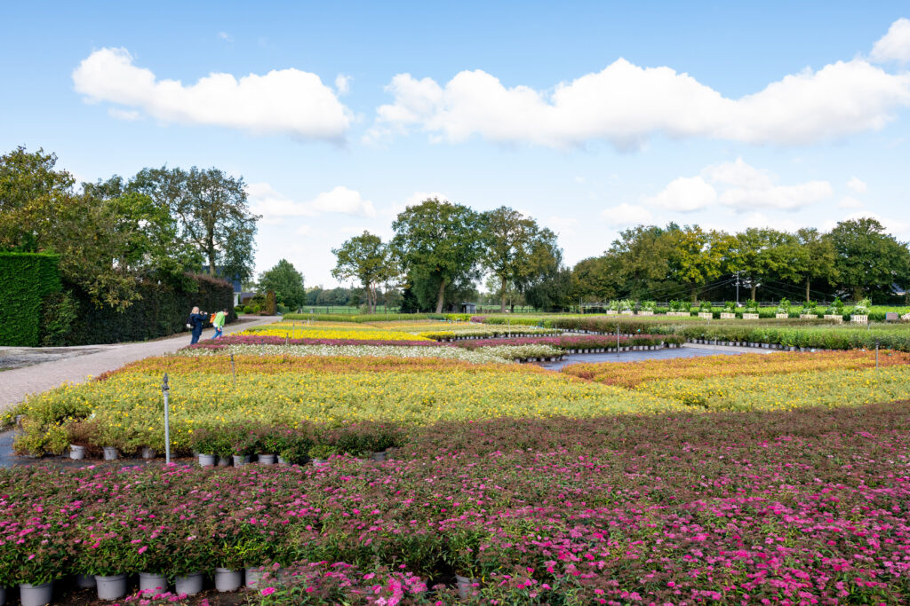 De kracht van vakbeurzen en de les van Buxus