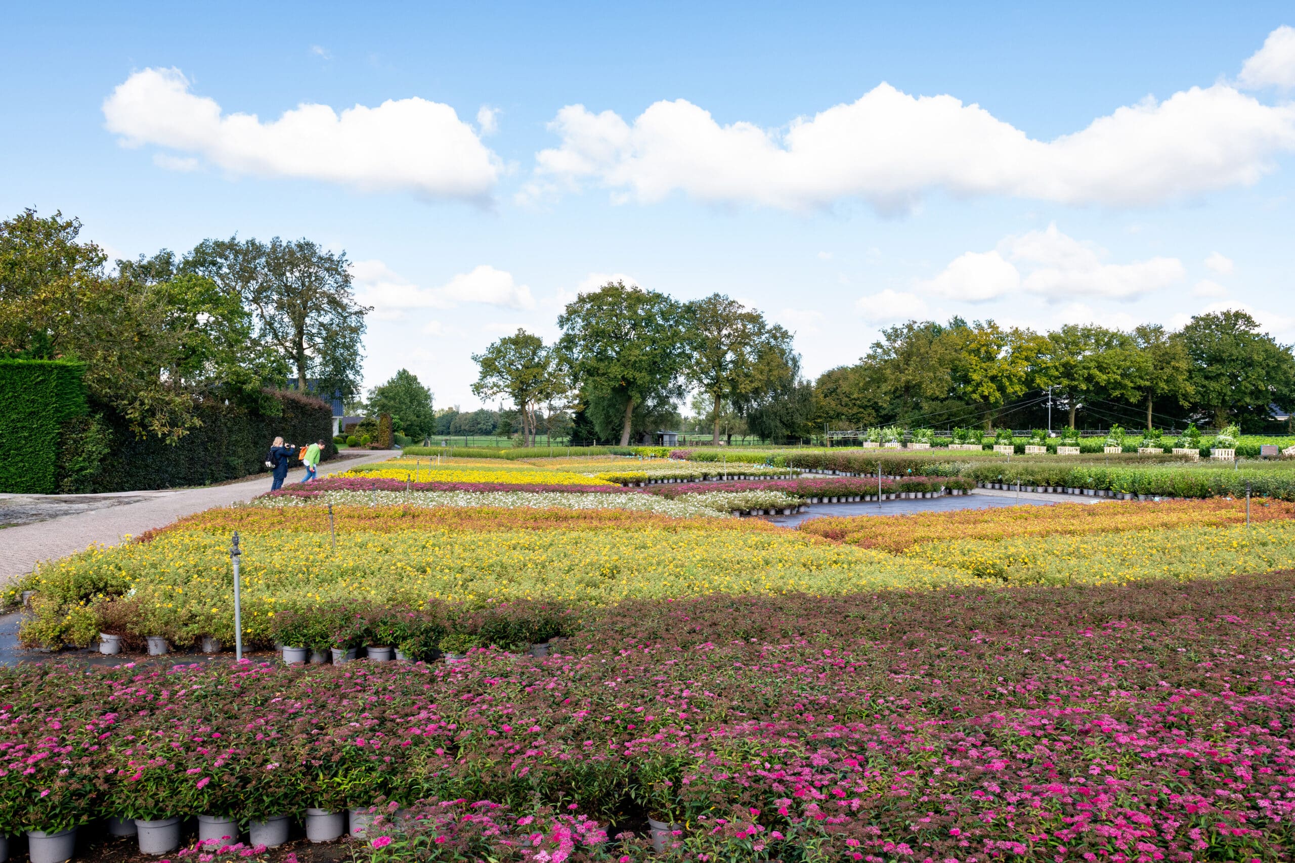 De kracht van vakbeurzen en de les van Buxus 1