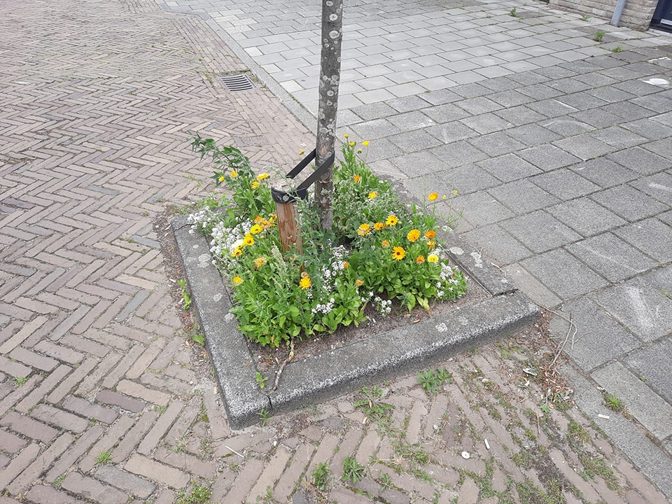 Hoe Amsterdam en Waalwijk hun groenbeheer vernieuwen 5