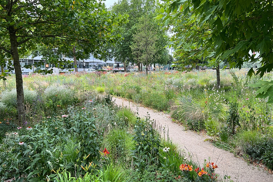Superbloei in Arnhem. Van experiment naar ecologisch voorbeeldproject 4