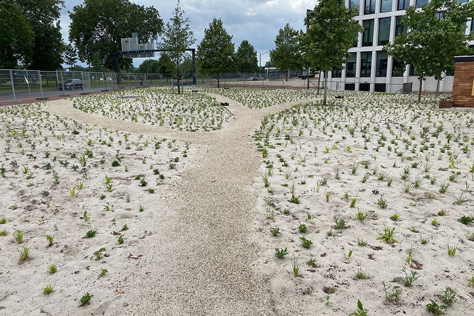Superbloei in Arnhem. Van experiment naar ecologisch voorbeeldproject 2