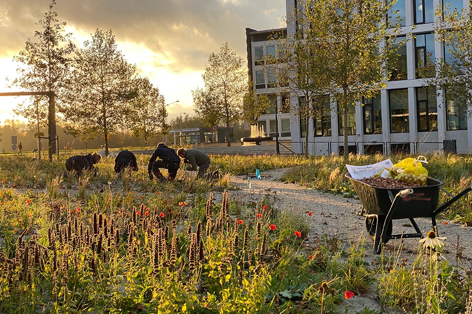Superbloei in Arnhem. Van experiment naar ecologisch voorbeeldproject 8