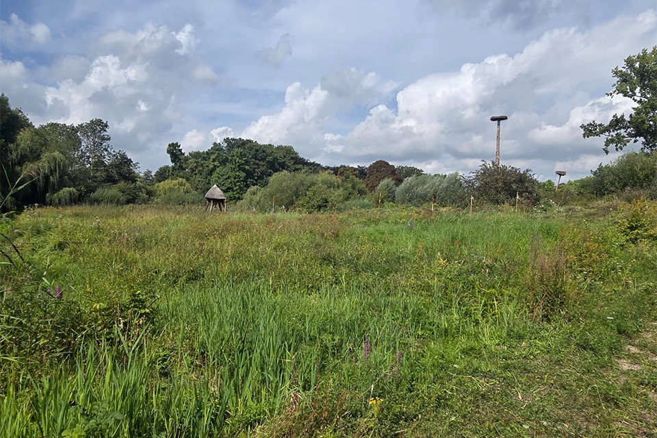 Hoe Amsterdam en Waalwijk hun groenbeheer vernieuwen 1