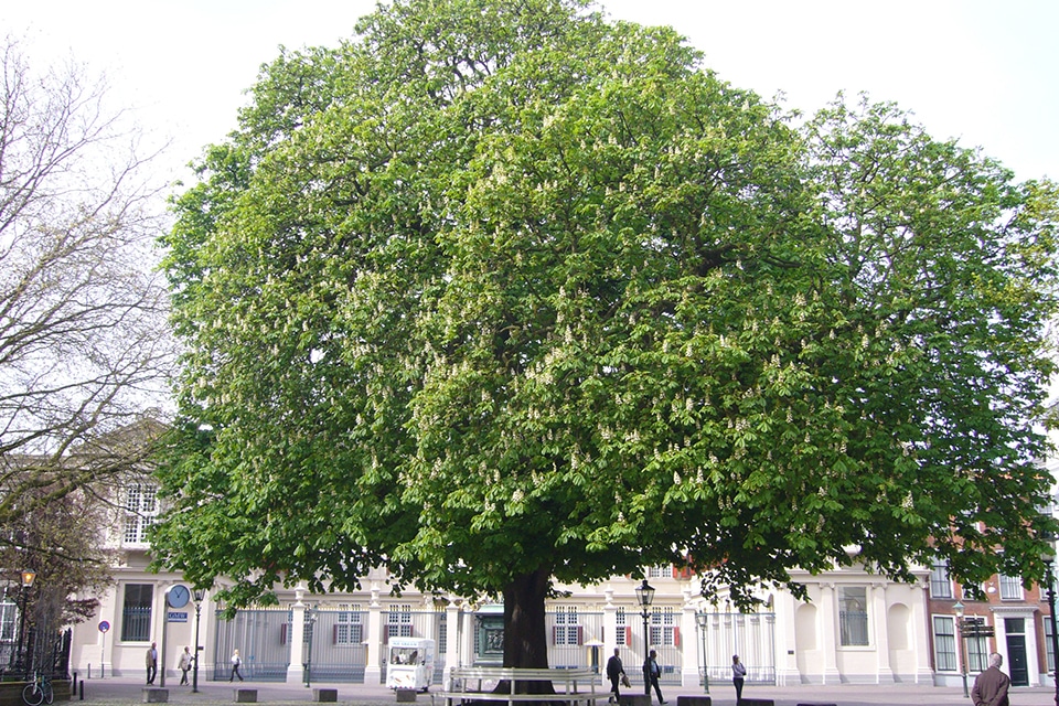 Nieuwe inzichten over de baten van groen in euro’s 2