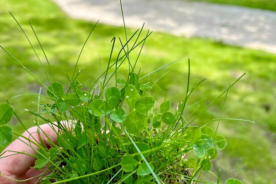 Een duurzaam en frisgroen gazon in elk seizoen 1