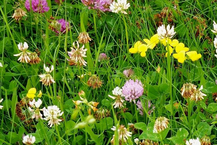 Welkom aan het levend ecosysteem 2