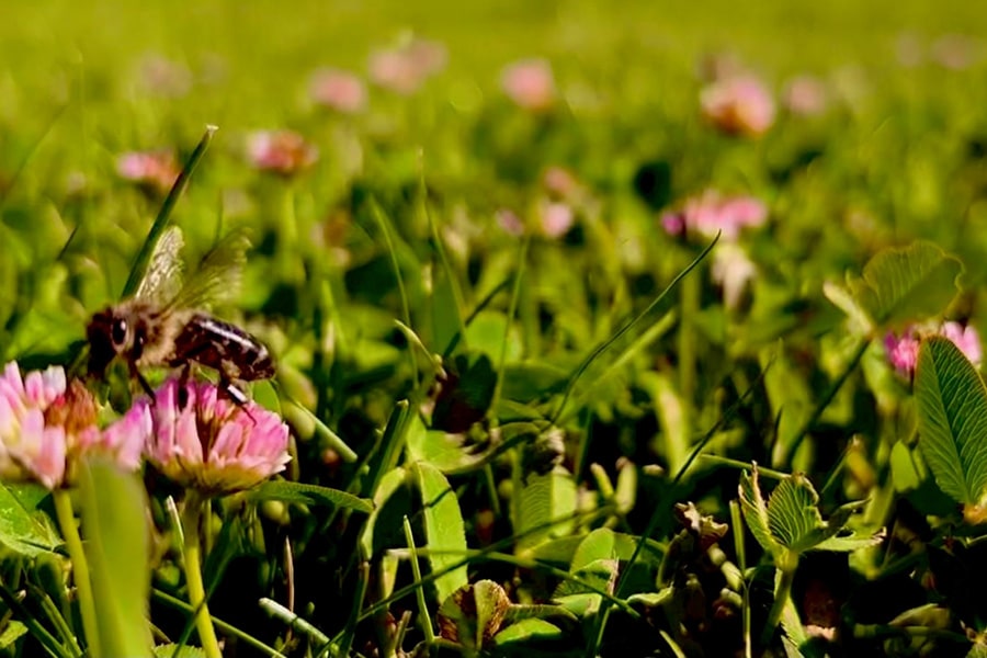 Welkom aan het levend ecosysteem 1