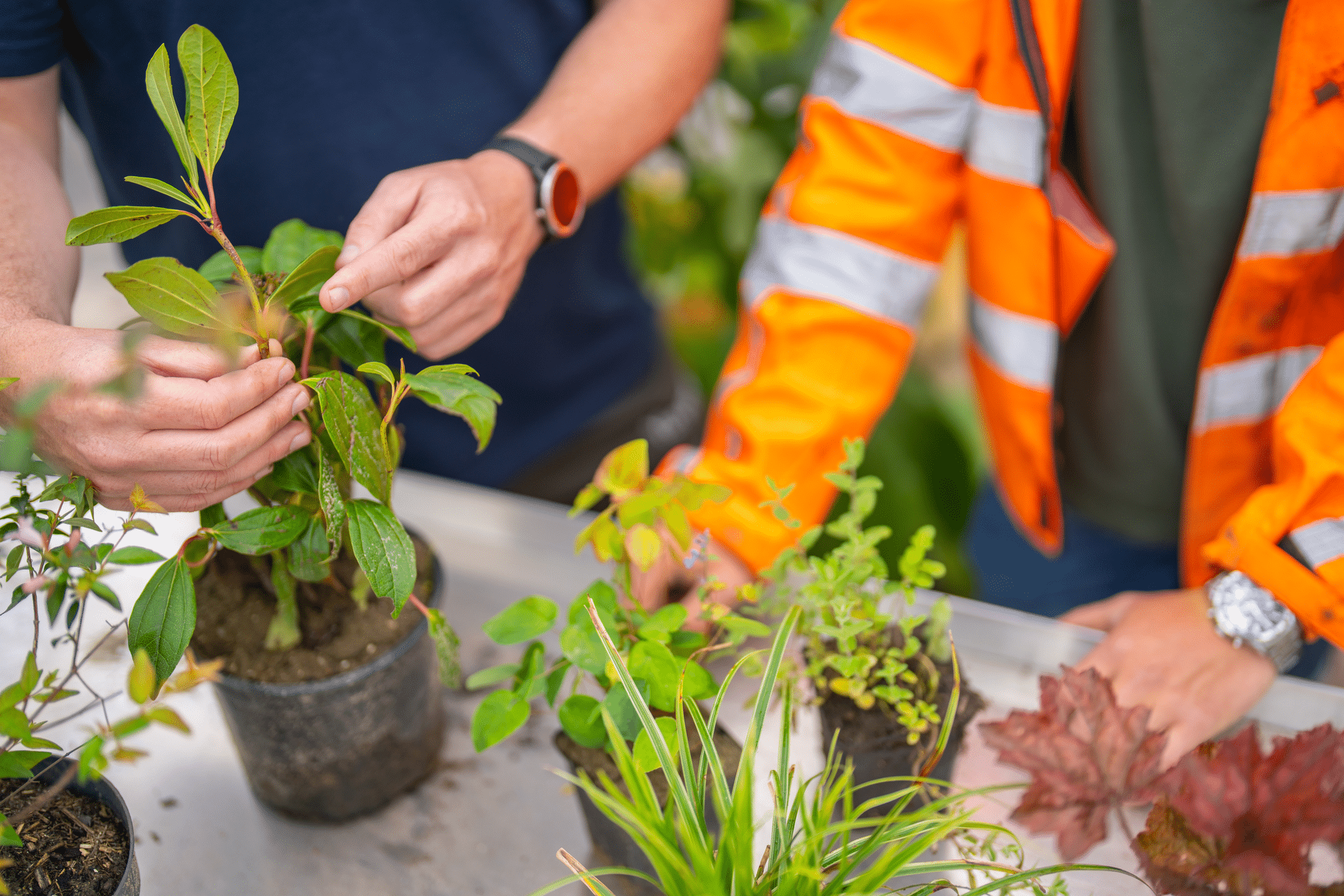 ‘De markt vraagt om vakidioten met plantenkennis’ 1
