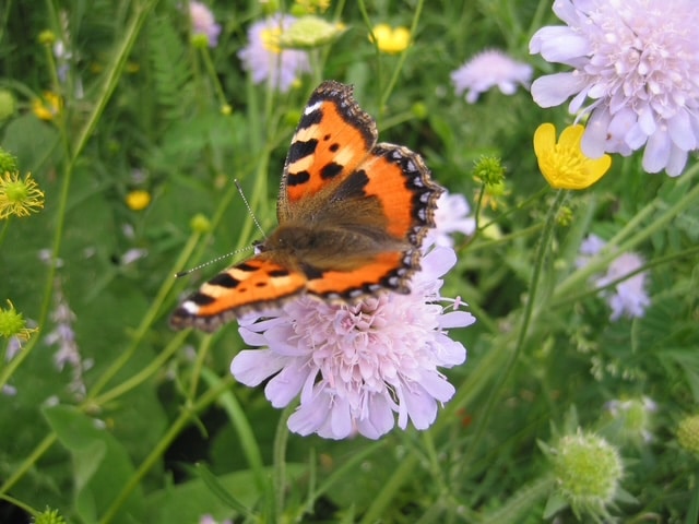25 jaar HEEM: natuurontwikkeling als blijvende basis voor biodiversiteit 2