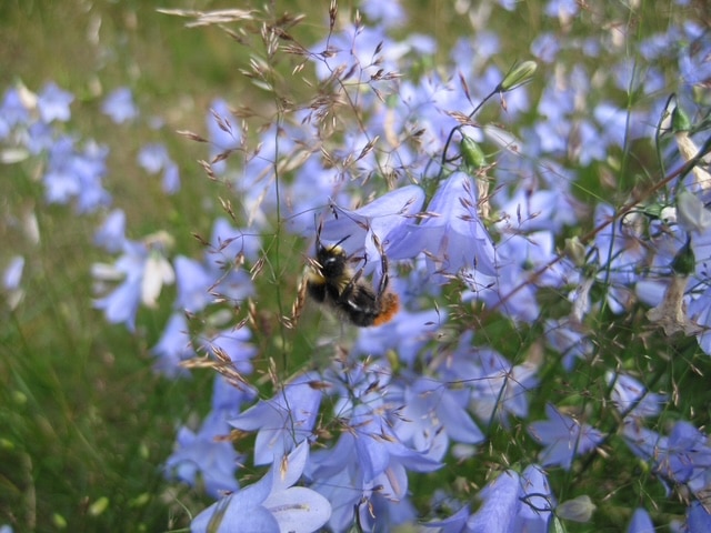 25 jaar HEEM: natuurontwikkeling als blijvende basis voor biodiversiteit 1