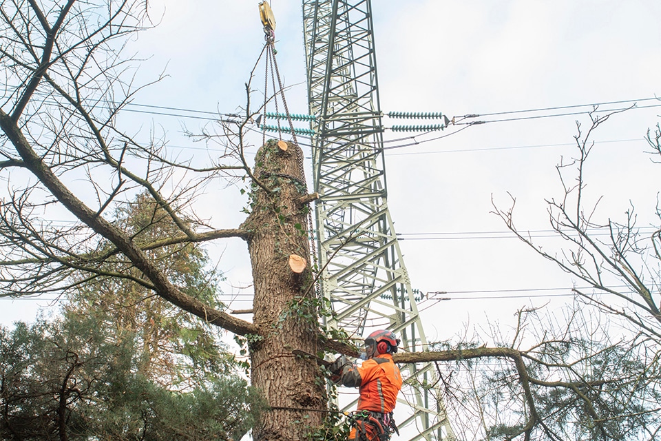Onder hoogspanning krijgt boombeheer een andere lading 1