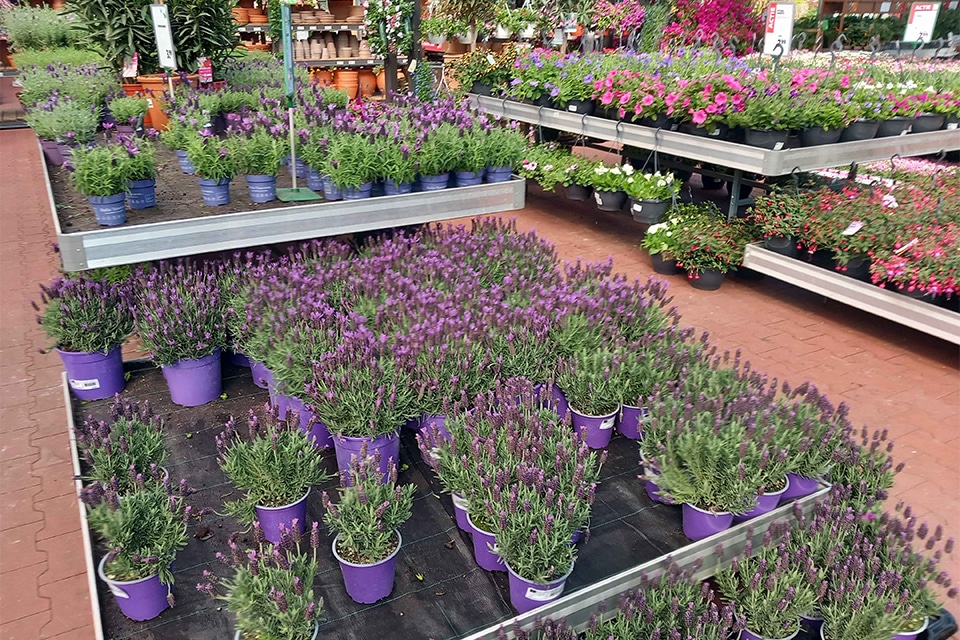 'Insectvriendelijke' planten blijken gifcocktails 1