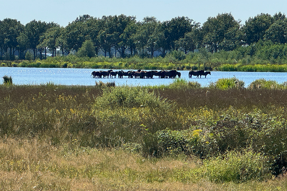 ‘Natuur moet geen sluitpost zijn, maar het uitgangspunt’ 2